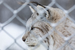 KA_171230_103 / Lynx lynx / Gaupe