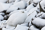 KA_180305_147 / Lagopus muta hyperborea / Svalbardrype