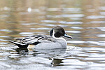 KA_191103_13 / Anas acuta / Stjertand