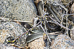 KA_210425_84 / Natrix natrix / Buorm