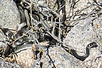 KA_210425_88 / Natrix natrix / Buorm
