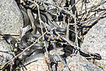 KA_210425_89 / Natrix natrix / Buorm