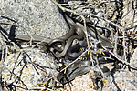 KA_210425_90 / Natrix natrix / Buorm