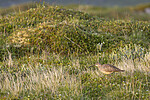 KA_210621_10 / Numenius phaeopus / Småspove