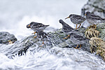 KA_230125_28 / Calidris maritima / Fjæreplytt
