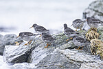KA_230125_29 / Calidris maritima / Fjæreplytt
