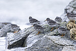 KA_230125_30 / Calidris maritima / Fjæreplytt