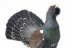 KA_240324_112 / Tetrao urogallus / Storfugl