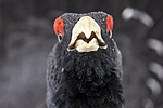 KA_240324_131 / Tetrao urogallus / Storfugl