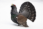 KA_240324_72 / Tetrao urogallus / Storfugl