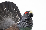 KA_240324_73 / Tetrao urogallus / Storfugl