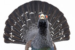 KA_240324_75 / Tetrao urogallus / Storfugl