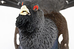 KA_240324_84 / Tetrao urogallus / Storfugl