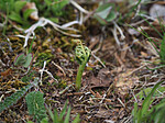 P6031766 / Botrychium matricariifolium / Huldrenøkkel