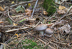 SIG_2835 / Cortinarius cupreorufus / Kopperrød slørsopp