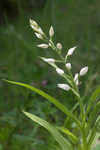SIG_4022 / Cephalanthera longifolia / Hvit skogfrue