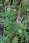 SIG_4151 / Valeriana officinalis / Legevendelrot