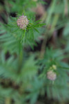 SIG_4156 / Valeriana officinalis / Legevendelrot