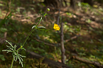 SIG_6831 / Ranunculus polyanthemos / Krattsoleie