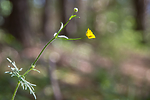 SIG_6839 / Ranunculus polyanthemos / Krattsoleie