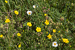 SIG_6864 / Ranunculus polyanthemos / Krattsoleie