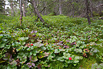 SIG_7616 / Rubus chamaemorus / Molte