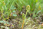 SIG_9014 / Botrychium matricariifolium / Huldrenøkkel