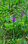 SIR_0490 / Orchis mascula / Vårmarihand