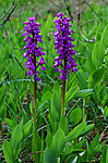 SIR_0499 / Orchis mascula / Vårmarihand