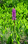SIR_0556 / Orchis mascula / Vårmarihand