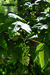 SIR_0576 / Acer pseudoplatanus / Platanlønn