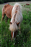 SIR_2571 / Equus caballus / Hest