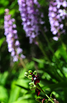 SIR_5976 / Ophrys insectifera / Flueblom