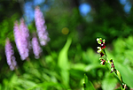 SIR_6002 / Ophrys insectifera / Flueblom