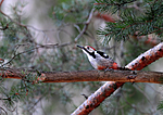SIR_8898 / Dendrocopos leucotos / Hvitryggspett