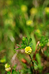 SIR_9689 / Trifolium campestre / Krabbekløver
