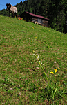 SR0_3875 / Platanthera bifolia / Nattfiol