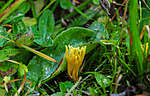 SR0_5106 / Ramariopsis crocea / Safransmåfingersopp