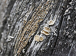 _4230122 / Ochrolechia pseudopallescens