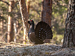 _4270034 / Tetrao urogallus / Storfugl