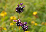 _7080370 / Allium scorodoprasum / Bakkeløk