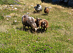 _7090430 / Ovis aries / Sau