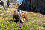 _7090434 / Ovis aries / Sau