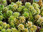 _A240062 / Sphagnum wulfianum / Huldretorvmose