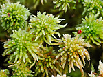 _A240078 / Sphagnum wulfianum / Huldretorvmose