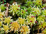 _A240110 / Sphagnum wulfianum / Huldretorvmose