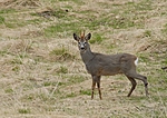 _SRE0032 / Capreolus capreolus / Rådyr