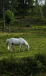 _SRE8567 / Equus caballus / Hest
