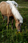 _SRE8581 / Equus caballus / Hest