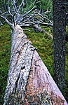 bb027 / Pinus sylvestris / Furu